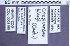 Etikette zu Crepicardus klugi (NHMW-ZOO-COL-0008198)